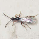 Image of Wasp