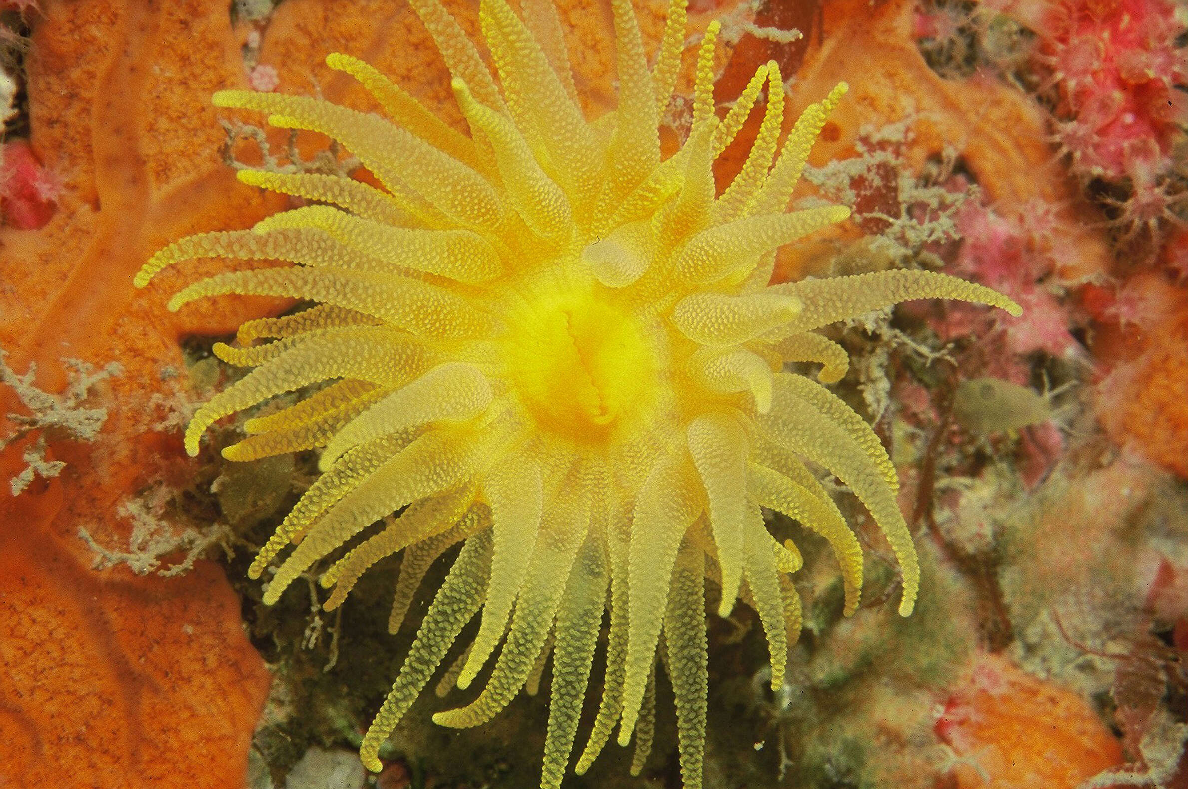 Image of cup coral