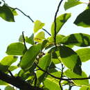 Magnolia nilagirica (Zenker) Figlar resmi