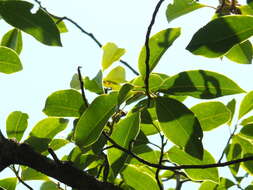 Image of Magnolia nilagirica (Zenker) Figlar