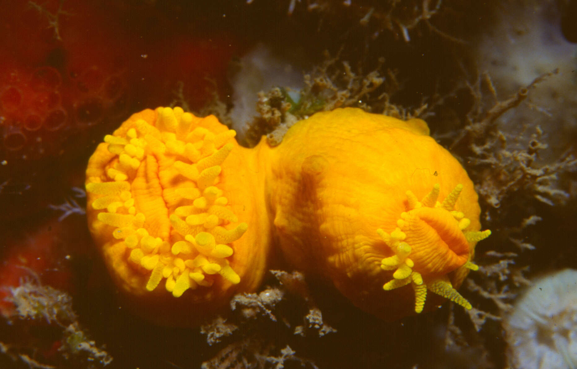 Image of cup coral