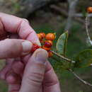 Imagem de Pittosporum senacia subsp. reticulatum (Tul.) M. J. E. Coode