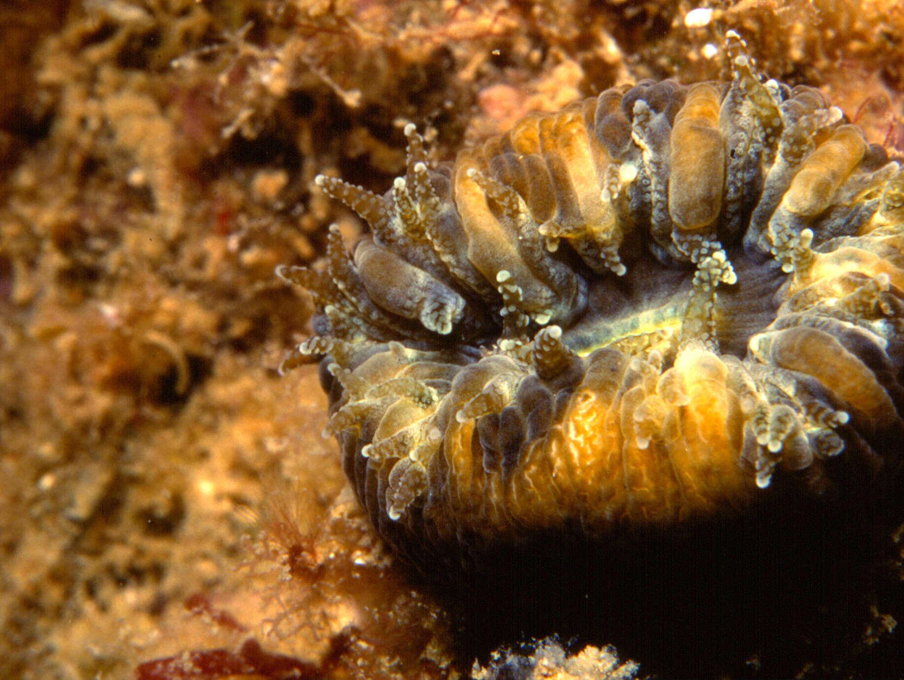 Image of Scarlet Coral