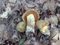 Image of Neoboletus luridiformis (Rostk.) Gelardi, Simonini & Vizzini 2014