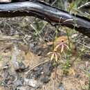 Caladenia iridescens R. S. Rogers的圖片