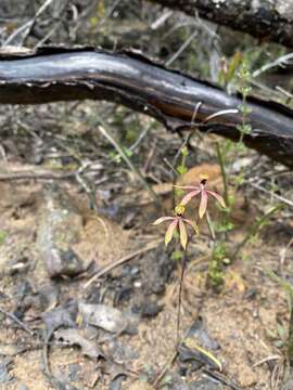 Image de Caladenia iridescens R. S. Rogers