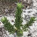 Image of coastal plain goldenaster