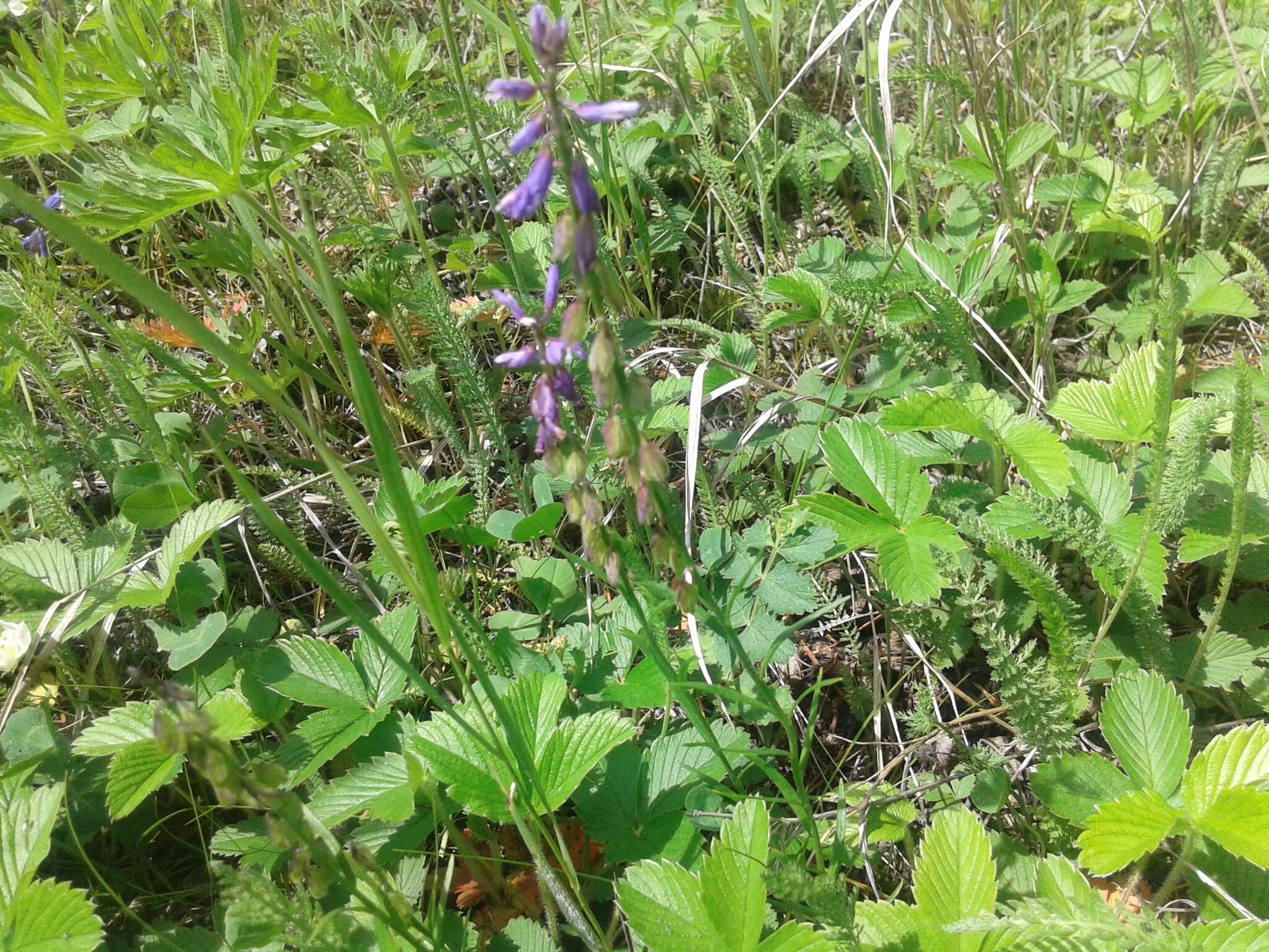 Image of Polygala hybrida Bruegg.