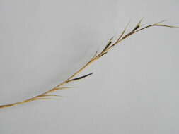 Image of Ergot