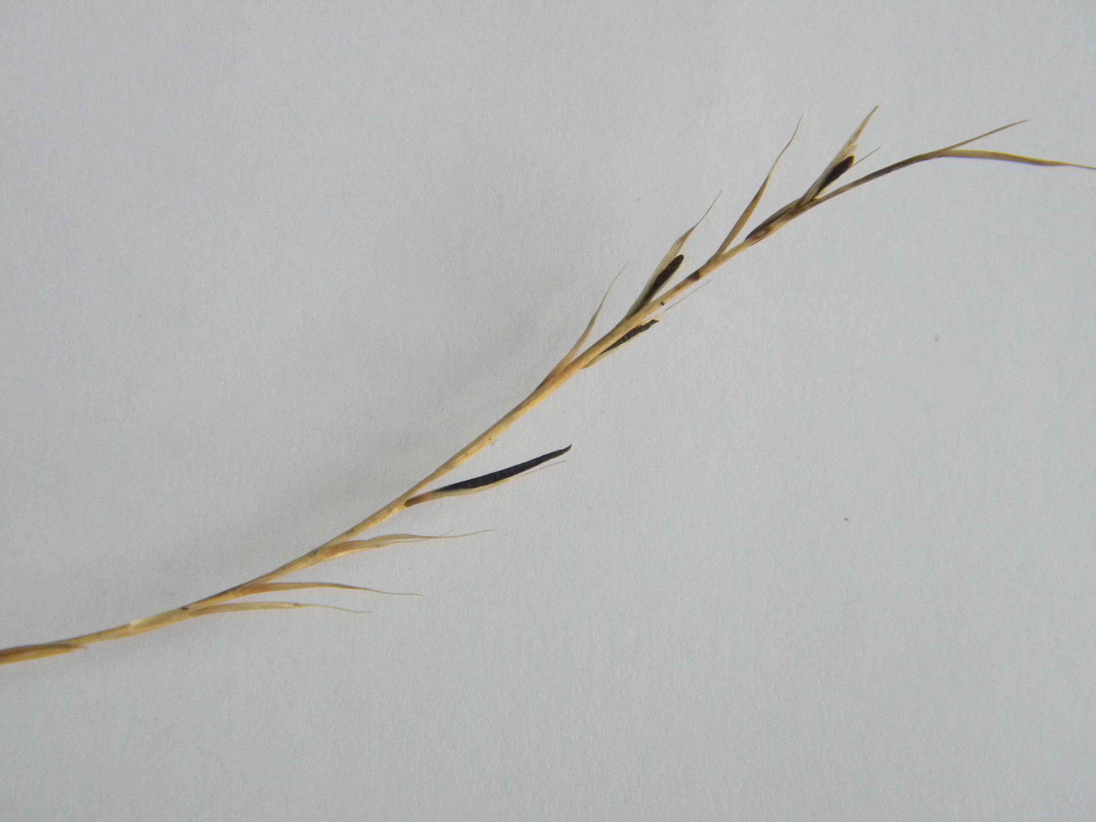 Image of Ergot