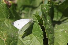 Image of small white