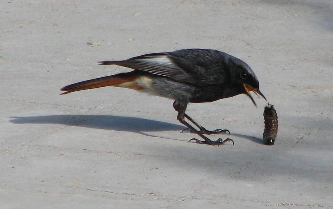 Image of Black Redstart