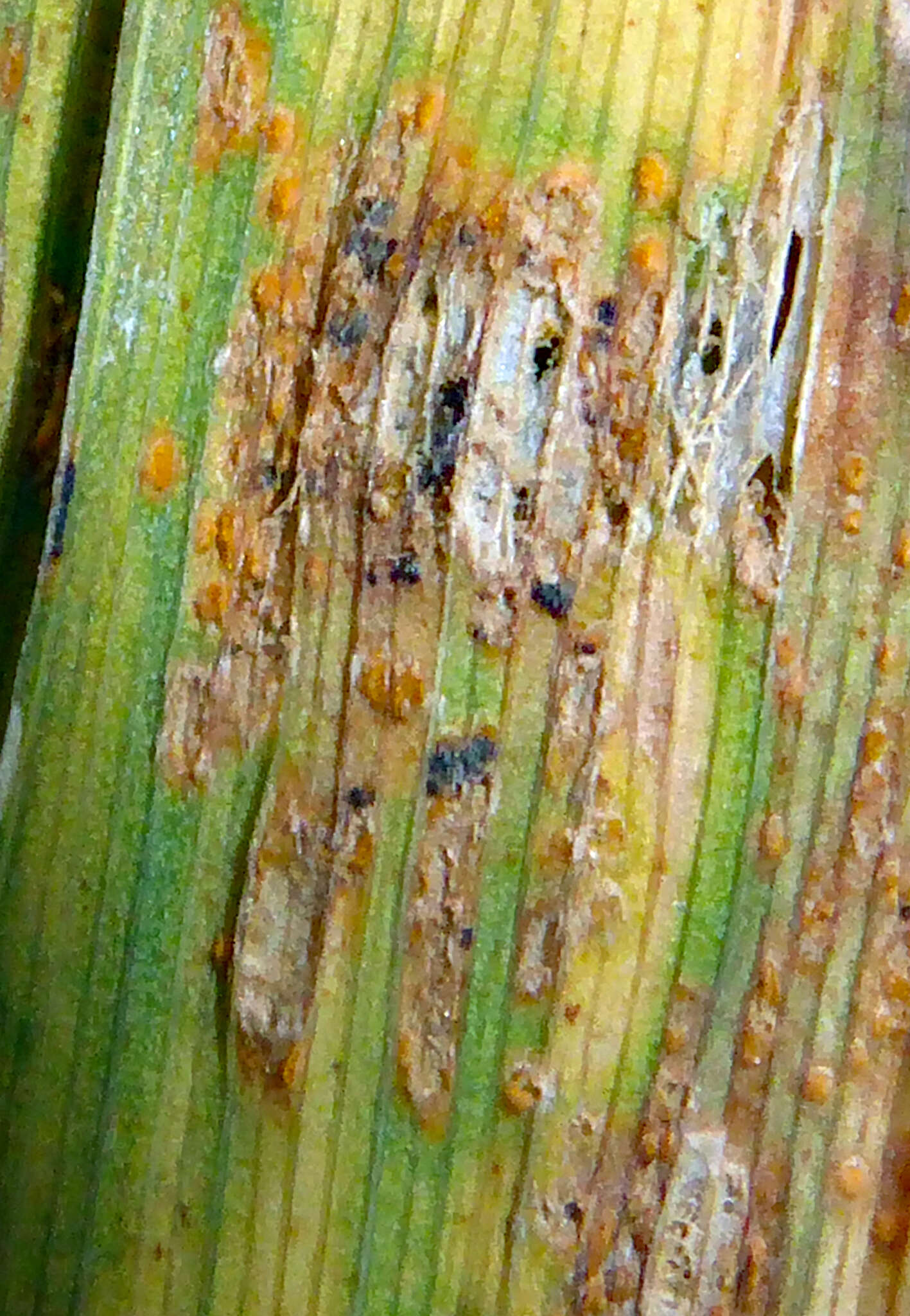 Image de Puccinia hemerocallidis Thüm. 1880