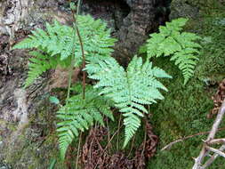 Image of Dryopteris aemula (Ait.) O. Kuntze