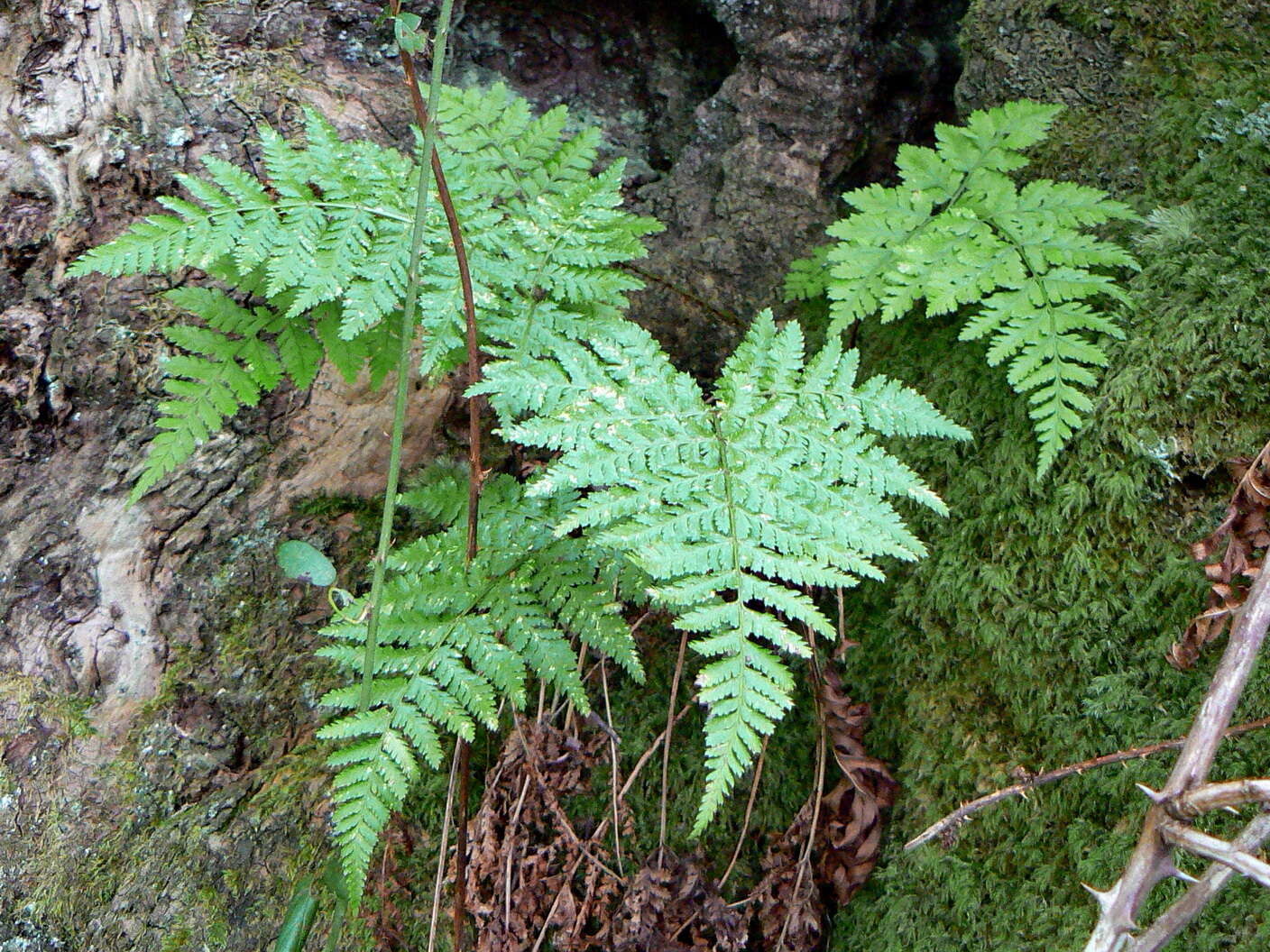 Image of Dryopteris aemula (Ait.) O. Kuntze