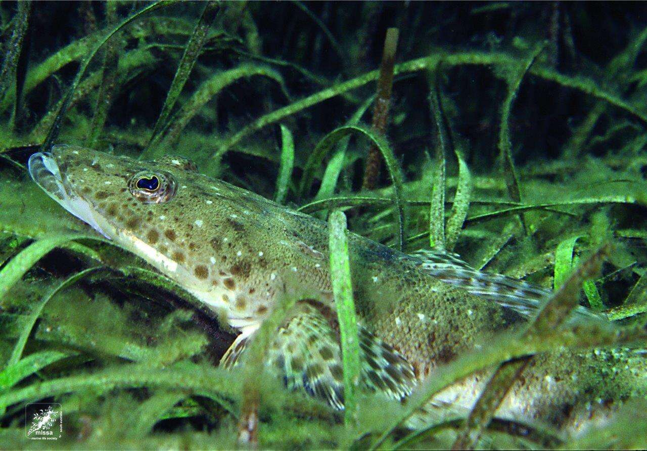 Image of Black flathead