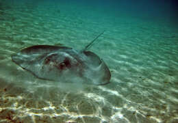 Image of Pink Whipray