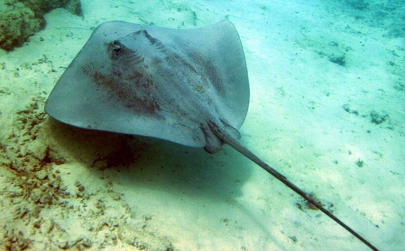 Image of Pink Whipray