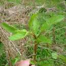 Image of Water figwort