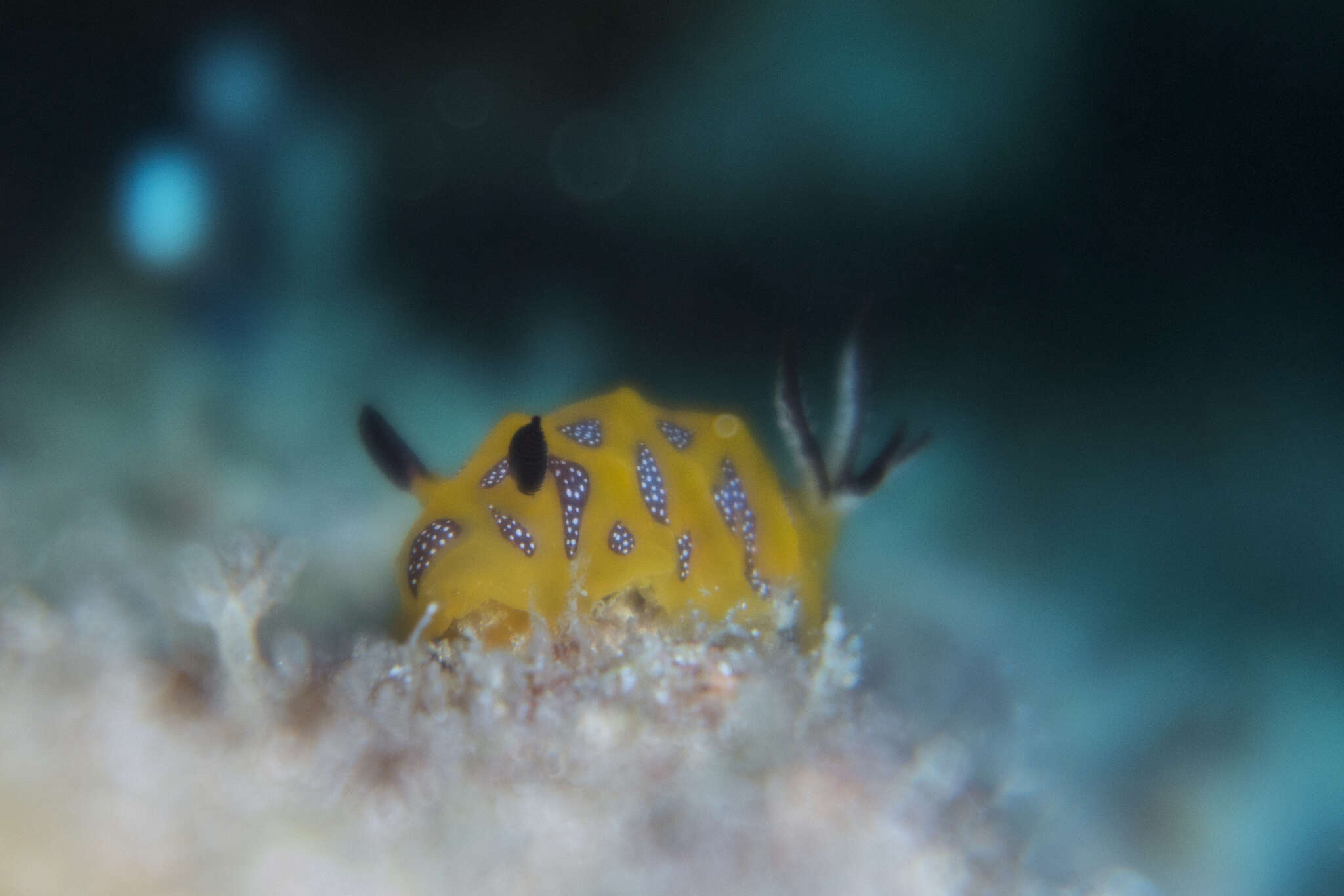 Image of Halgerda indotessellata Tibiriçá, Pola & Cervera 2018