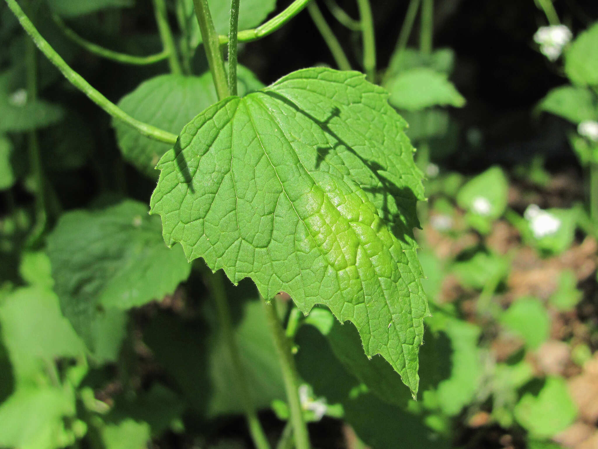 Image of Hyaloperonospora niessliana (Berl.) Constant. 2002