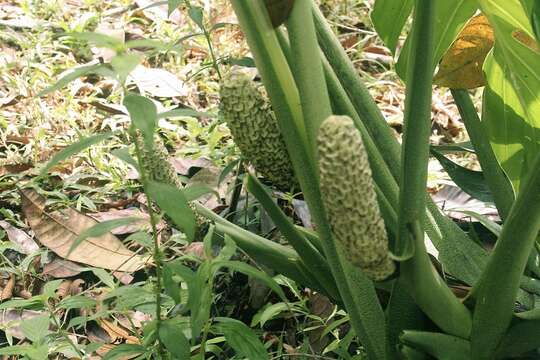 Image of Monstera pinnatipartita Schott