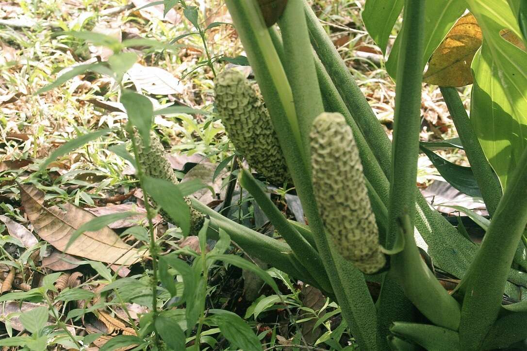 Image of Monstera pinnatipartita Schott