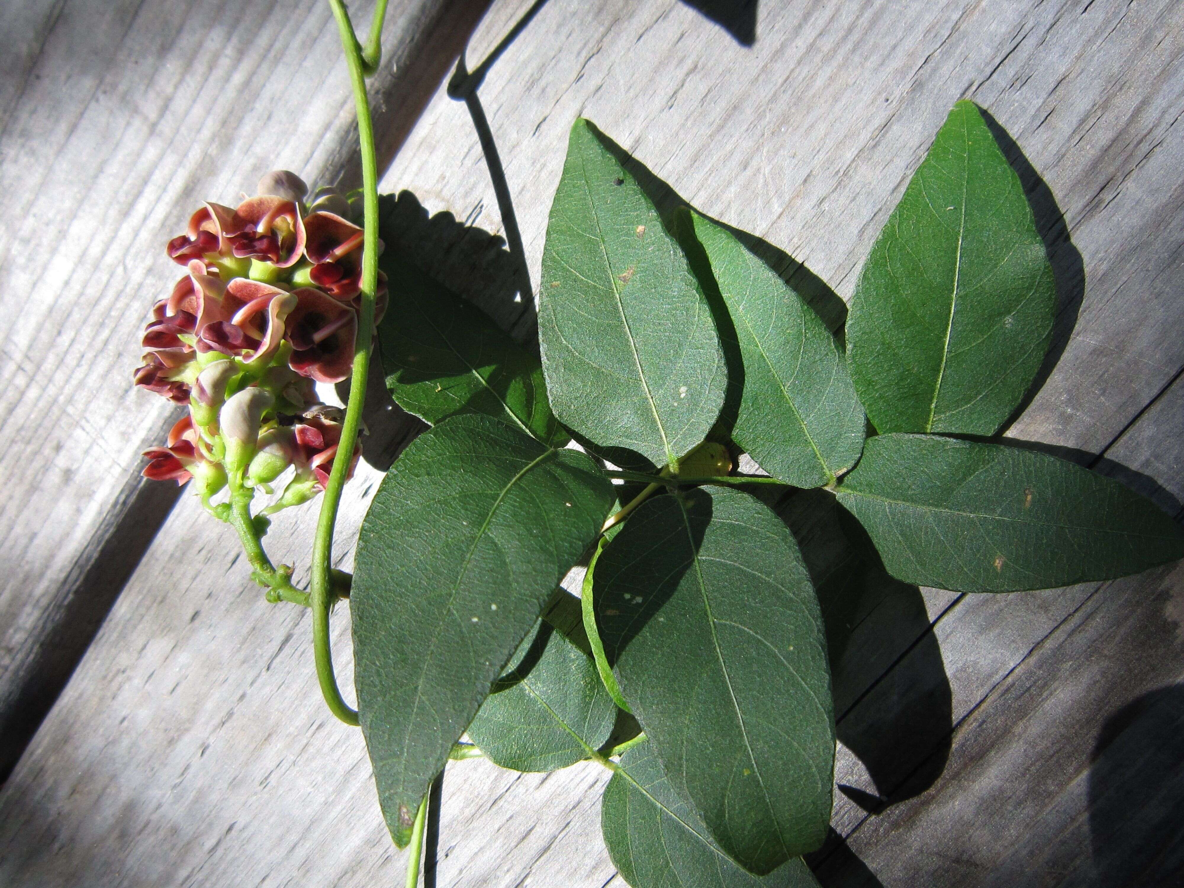 Image of groundnut