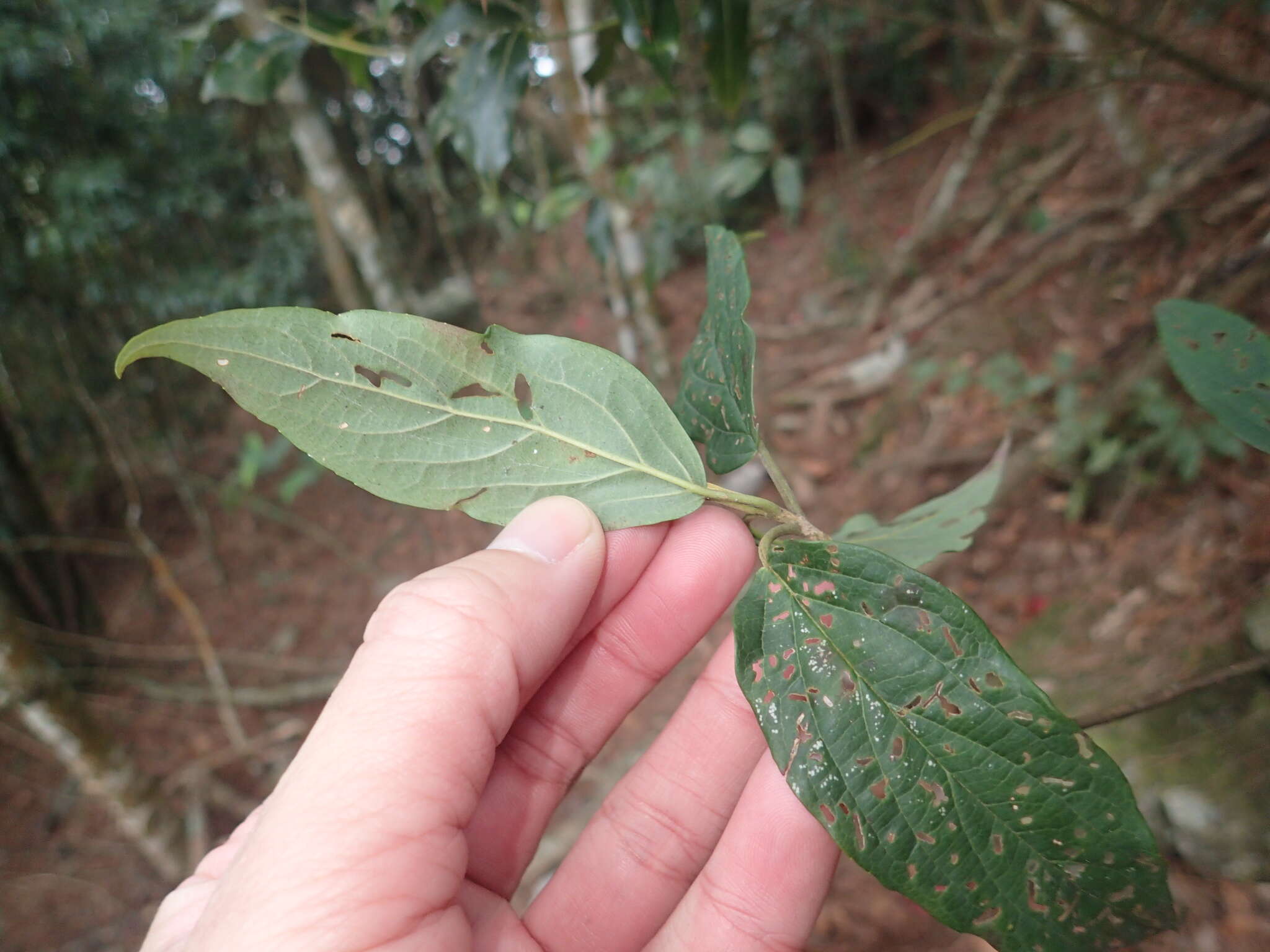 Image de Viburnum urceolatum Sieb. & Zucc.