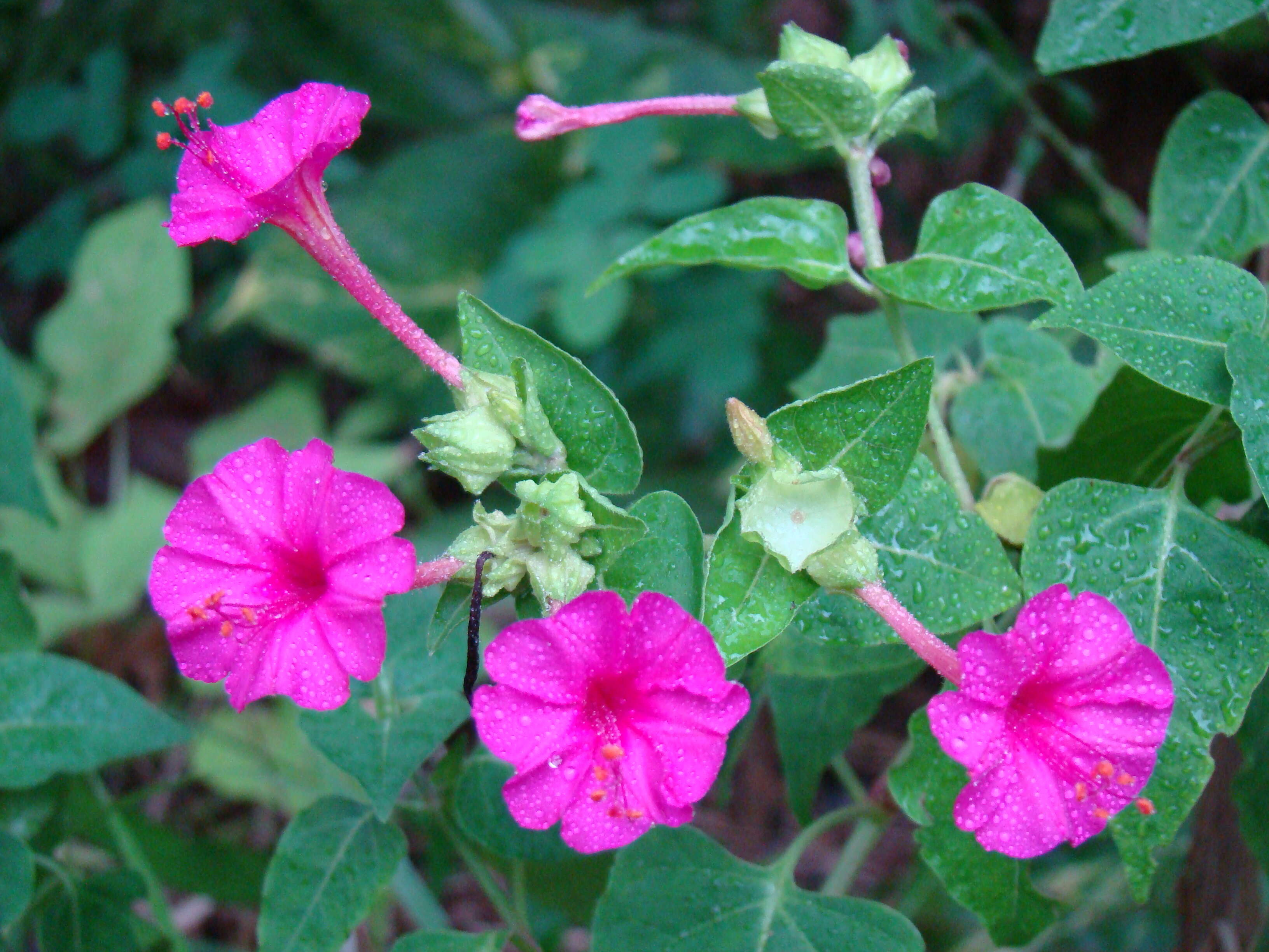 Image of Four o'Clock flower