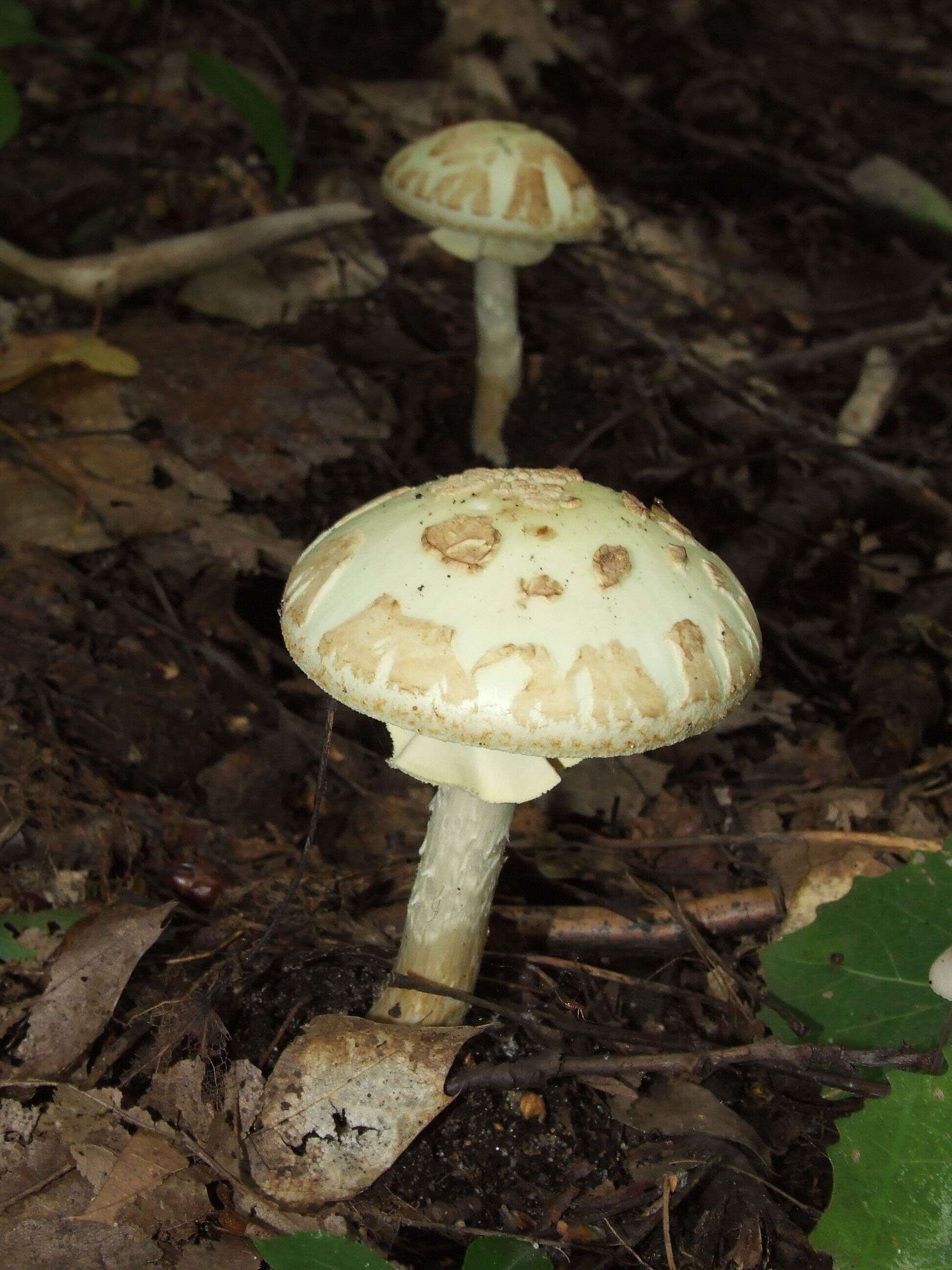 Image of False deathcap