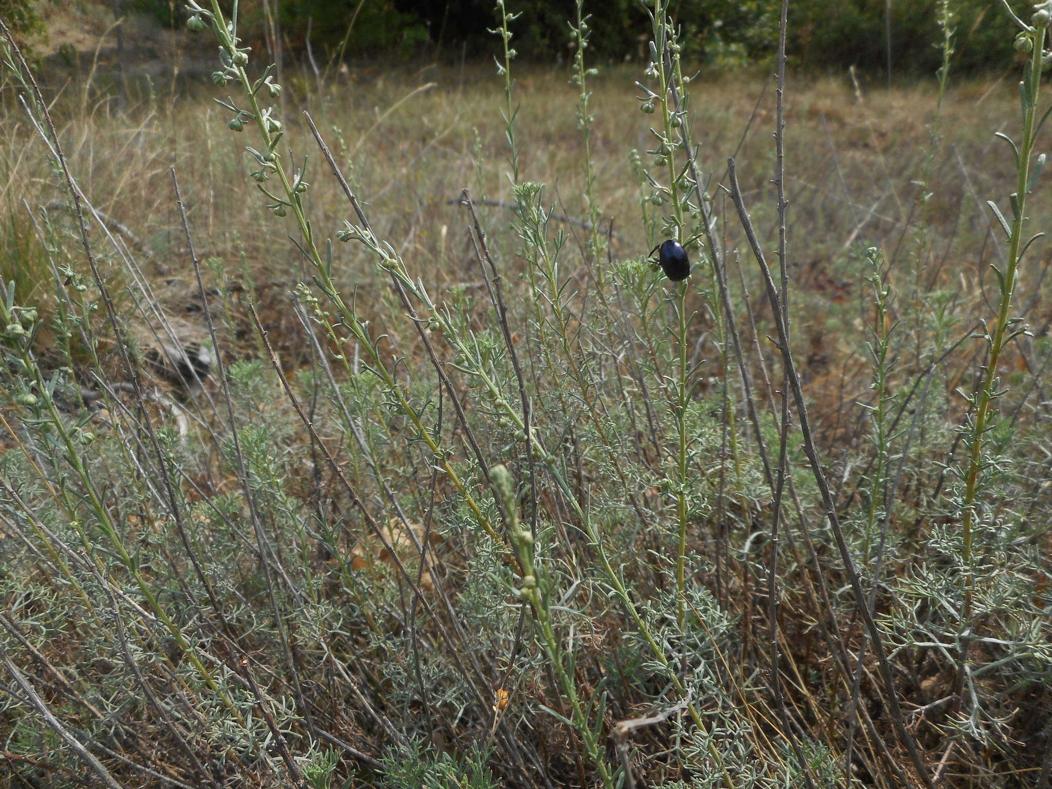 Image of Artemisia alba Turra