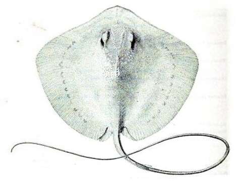 Image of Pink Whipray