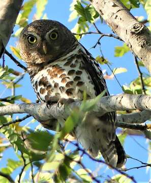 Image of Glaucidium capense ngamiense (Roberts 1932)