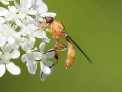 Image of Sphegina sibirica Stackelberg 1953