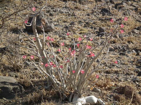 Image of Desert Rose