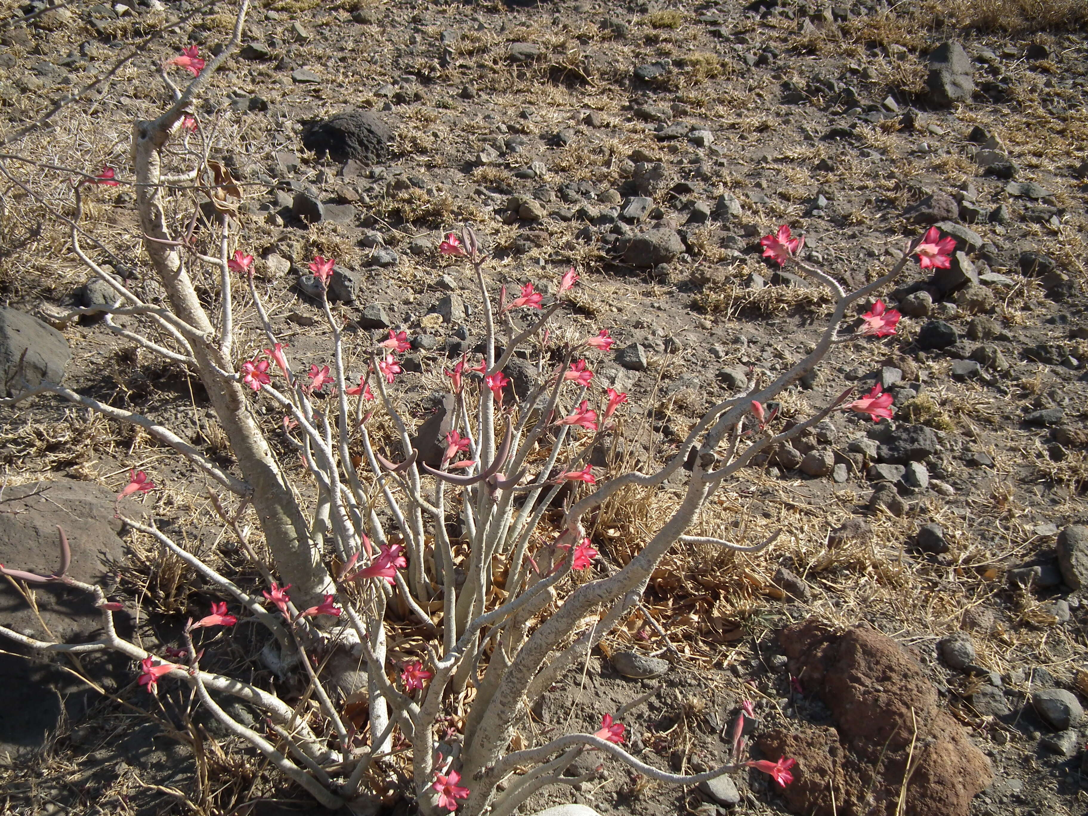 Image of Desert Rose