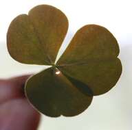 Слика од Oxalis orbicularis Salter