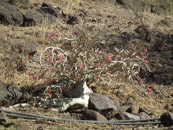 Image of Desert Rose