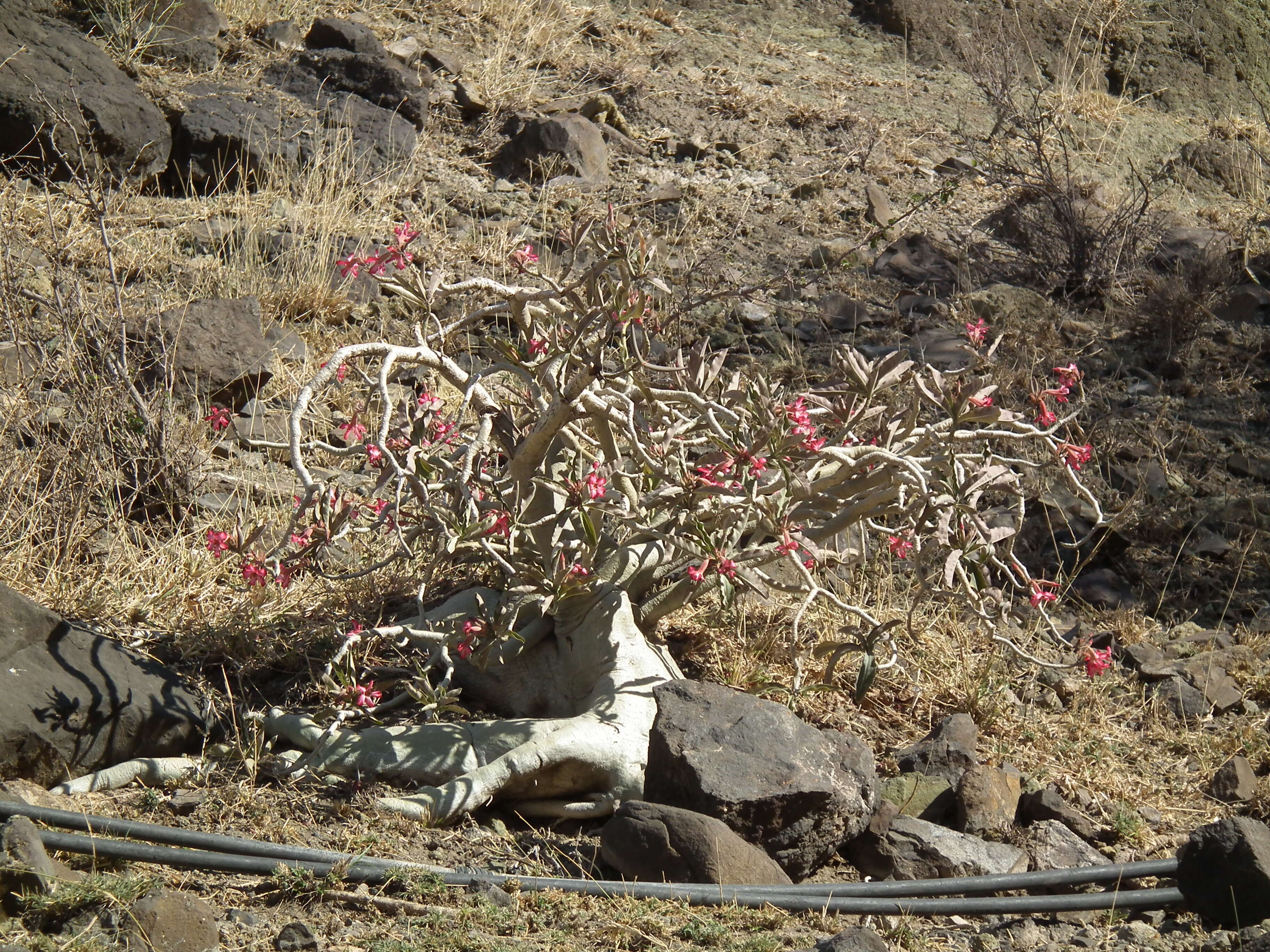 Image of Desert Rose