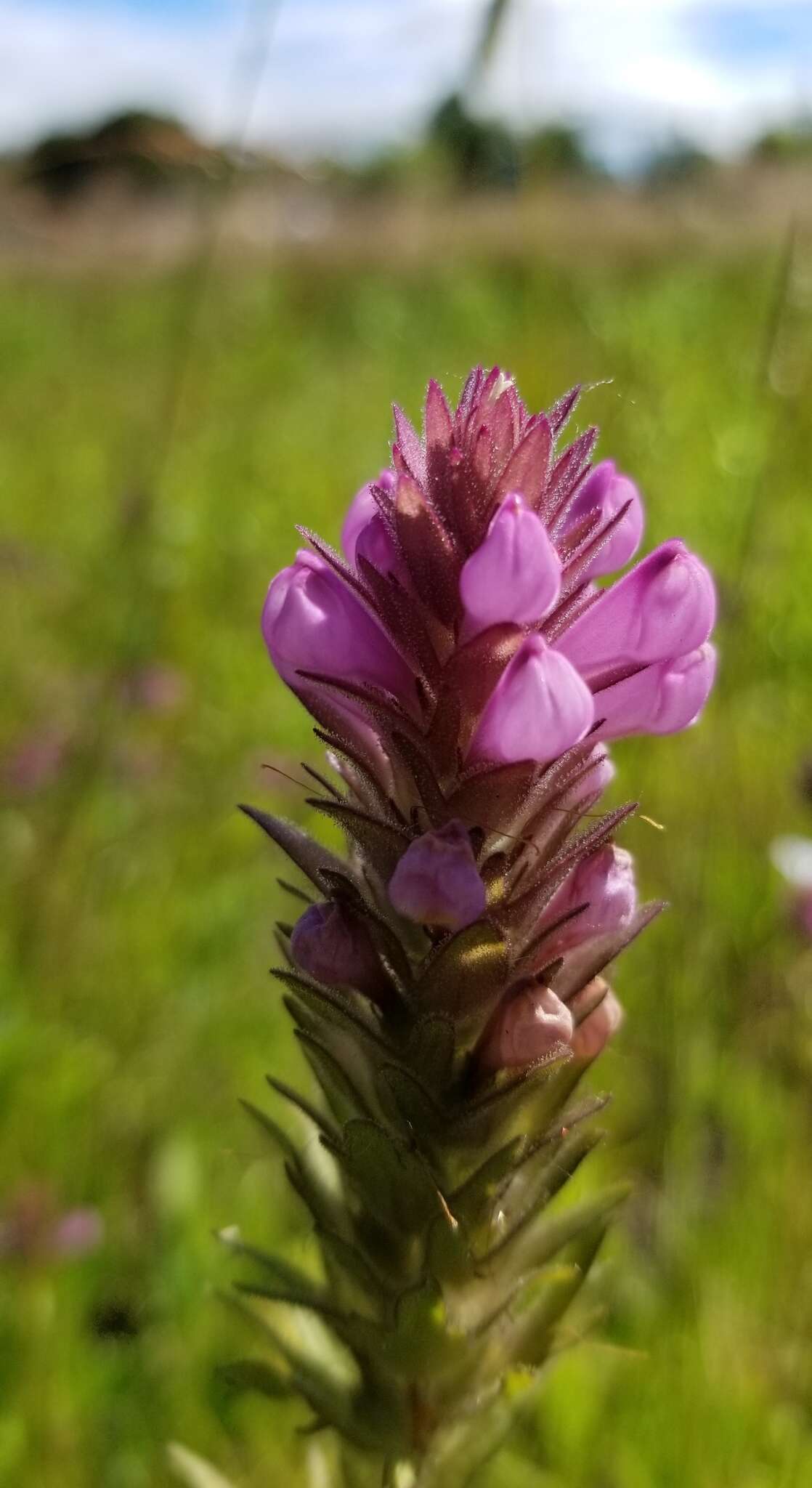 Image of rosy owl's-clover