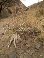 Image of Desert Rose