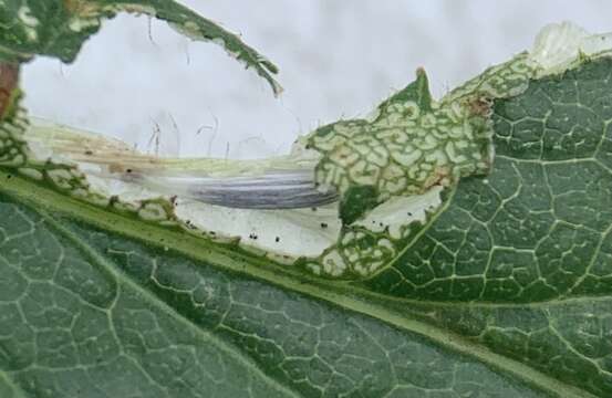 Image of Goldenrod Leaf Miner