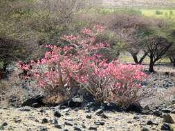 Image of Desert Rose