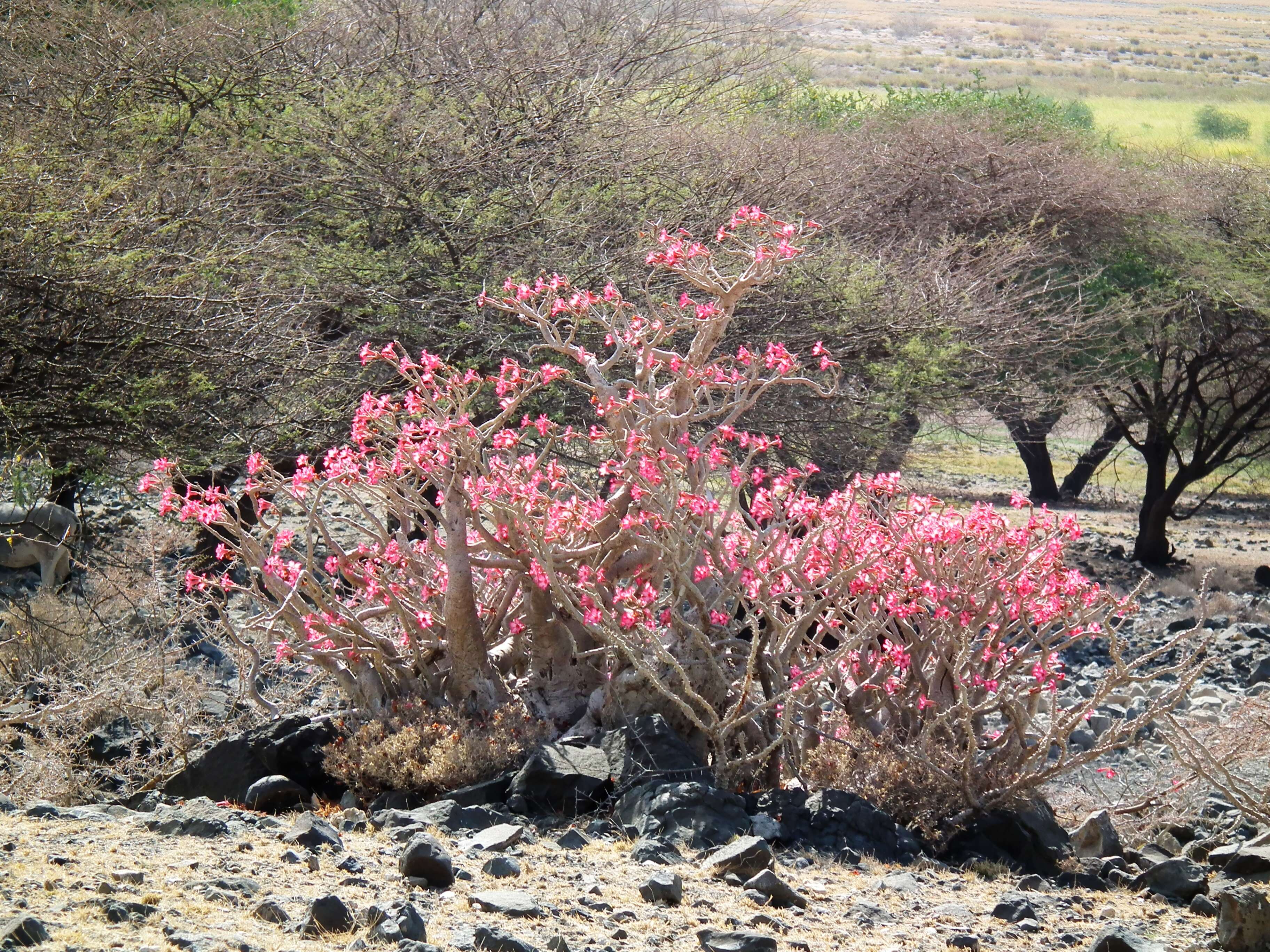 Image de Adenium obesum (Forsk.) Roem. & Schult.