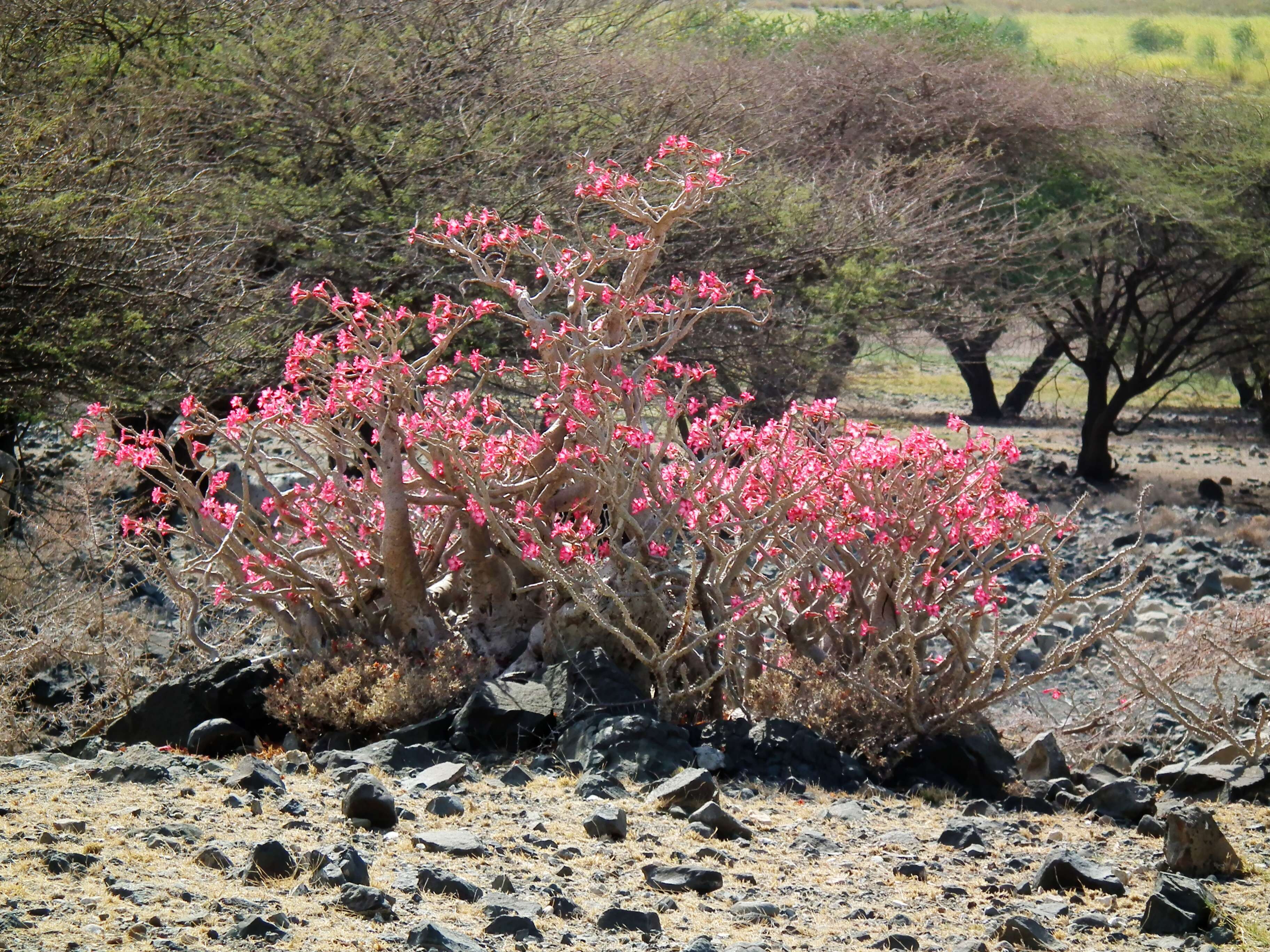 Image of Desert Rose