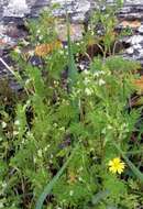 Image of bur chervil