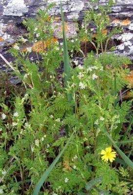 Image of bur chervil