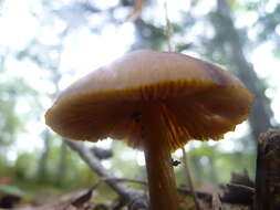 Слика од Entoloma luteum Peck 1902