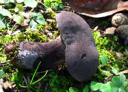 Image of Tylopilus alboater (Schwein.) Murrill 1909